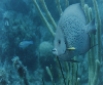 Grey Angelfish